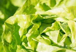 Cultiver salade