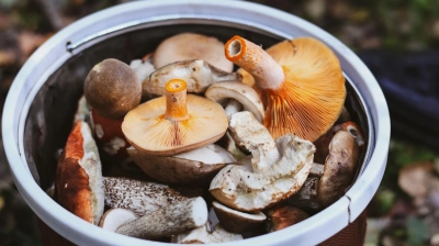 Tout savoir pour conserver et sublimer vos cèpes : astuces et recettes pour une saveur garantie